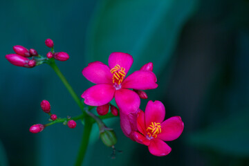 pink orchid flower