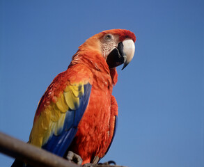 コンゴウインコ