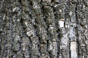 Old crack and scratched gray bark texture