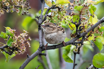 A female house (English) sparrow (Passer domesticus) perches on a branch