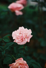 pink rose in the garden