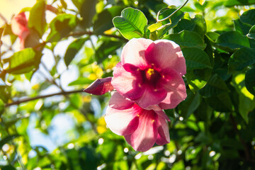 Purple allamanda
, (Allamanda blanchetii A.DC.) Petals are purple-pink, the morning sun shines on the back, drips of water on the petals, leaves blur in the background.