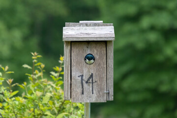 Beautiful blue tree swallow (Tachycineta bicolor) preens its feathers on top of a wooden nest box against a green background in Houston Meadow, Wissahickon Valley Park, Philadelphia, Pennsylvania, USA