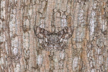 A tulip-tree beauty moth (Epimecis hortaria) camouflages against the brown bark of a tree in the forest