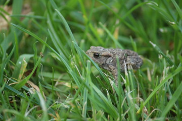 a common toad (bufo bufo) in the green grass