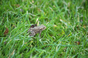 a common toad (bufo bufo) in the green grass