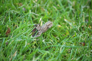 a common toad (bufo bufo) in the green grass