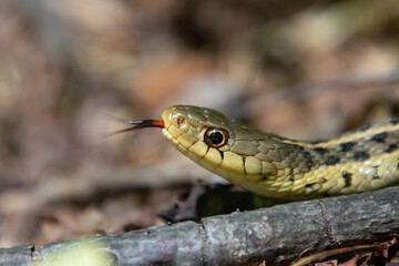 Shorthead garter snake (Thamnophis brachystoma) basks in a wooded clearing, flicking its tongue out
