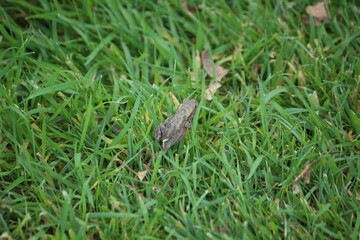 a common toad (bufo bufo) in the green grass