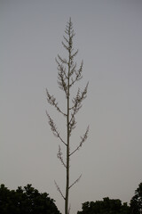 silhouette of a tree