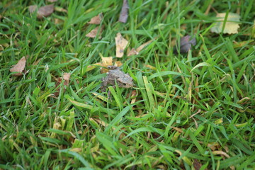 Naklejka na ściany i meble a common toad (bufo bufo) in the green grass