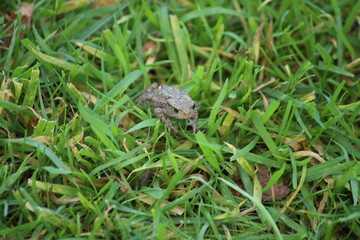 a common toad (bufo bufo) in the green grass