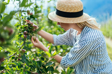 Anonymous lady picking apples from bushes