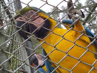 parrot in cage