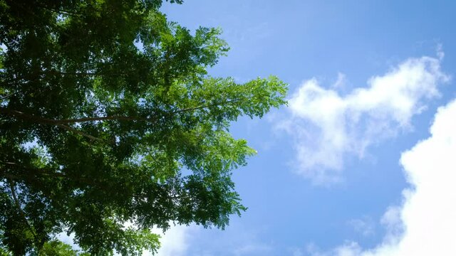 Close up. Tree is waving by soft wind in natural and white cloud background. "Rain
Tree East Indian Walnut" or "Samanea saman".