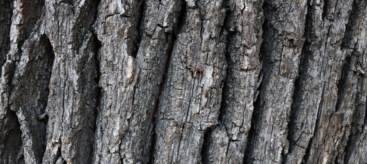 Dark tree surface. Old cracked wooden background