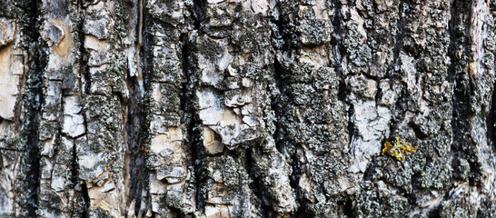 Old dirty bark texture background