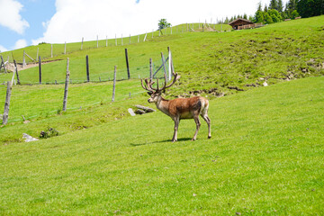 Großer mächtiger Hirsch