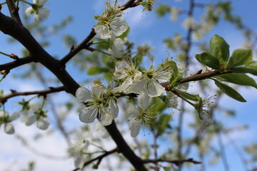 Apple blossom