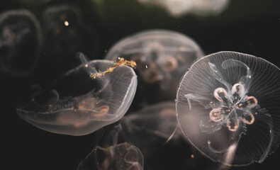 jellyfish in aquarium