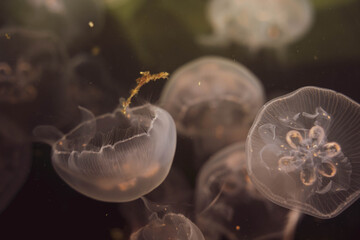 jellyfish in aquarium