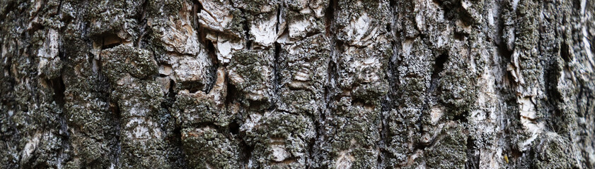 Beautiful gray bark texture. Natural banner background
