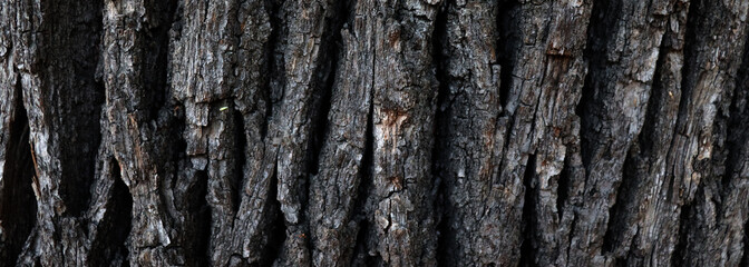 Dark tree surface with cracked and scratched bark texture