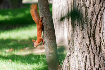 Red fluffy squirrel in a autumn forest. Curious red fur animal among dried leaves.