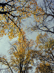 autumn tree in the park