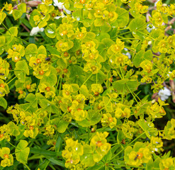Plant with green and yellow