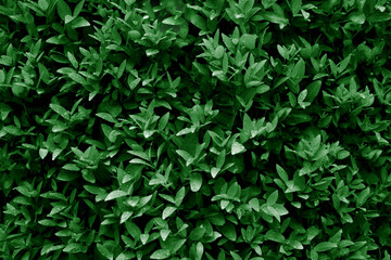 Fototapeta na wymiar Pattern of green leaves for background