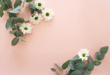 white chrysanthemum flowers and eucalyptus leaves frame banner top view on pink background. copy space,  floral card, poster. 