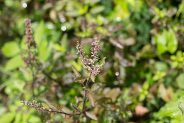  leaf and flower of  holy basil