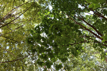 Looking up in beautiful forest
