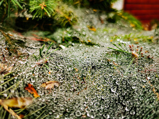 water on spiderweb