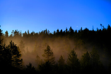 Sunbeams Sunrays Streaming Through Pine Trees Forest Misty Fog Morning Warmth