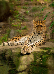Fototapeta na wymiar Leopard taking a nap
