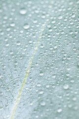 Green eucalyptus leaf with macro water drops texture .Plant background. pastel color. Poster