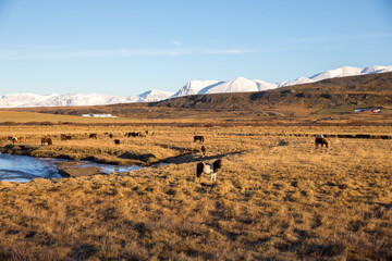 Icelandic horses in Westfjords, Iceland