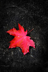 Fall Maple Leaf on Rough Rock in Wilderness Autumn