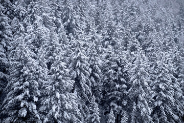 Pine Trees Forest Winter Covered in Fresh Snow Wilderness