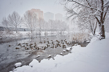 Mallard ducks on the in the river. Winter scene in the park. Snowdrift on the riverbank. Snowy day after the heavy snowfall.