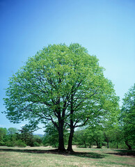 Fototapeta premium 大樹