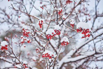 Red bunches of rowan covered with the snow