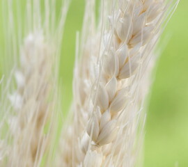Wheat ears close up texture on green  background. Macro nature. Poster