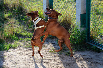 Two dogs bounce in nature. Funny Pets jump together. Playful Pets.
