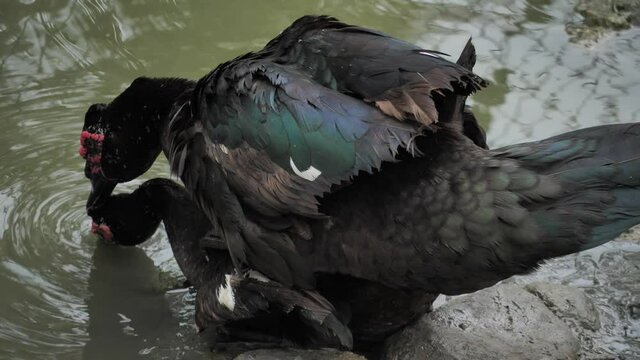 (Cloaca) Duck mating, Ducks are breeding ,Poultry reproduction
