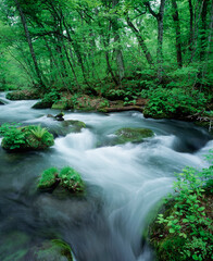 Obraz premium 奥入瀬の渓流