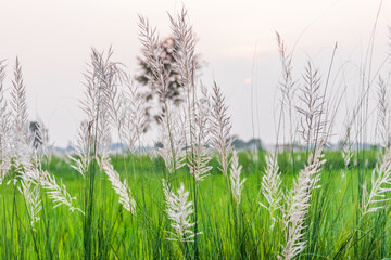 Obraz premium Beautiful Sunset against common reed grass canes in the fields