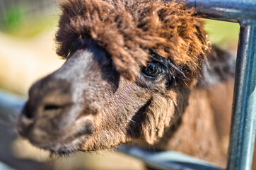 A close up of a alpaca standing on top of a lush green field.